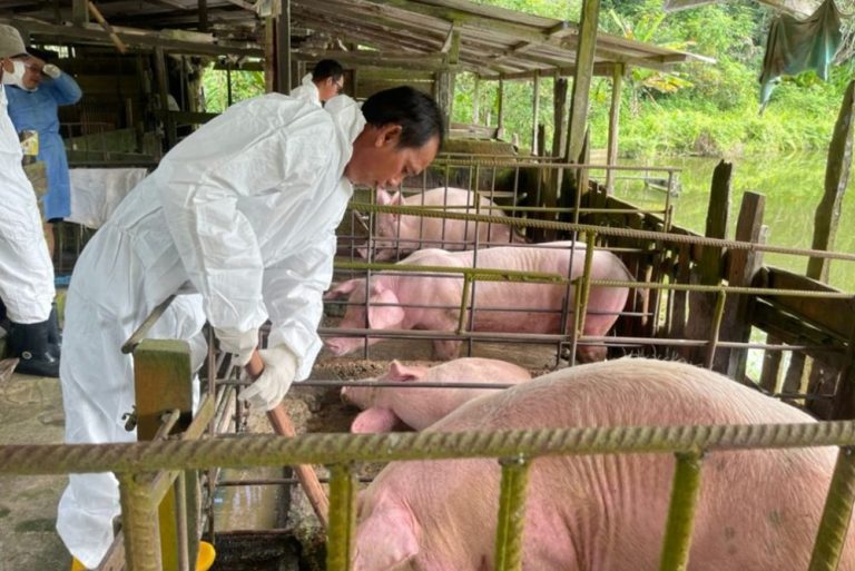 21 ladang babi di Pulau Pinang dijangkiti wabak ASF