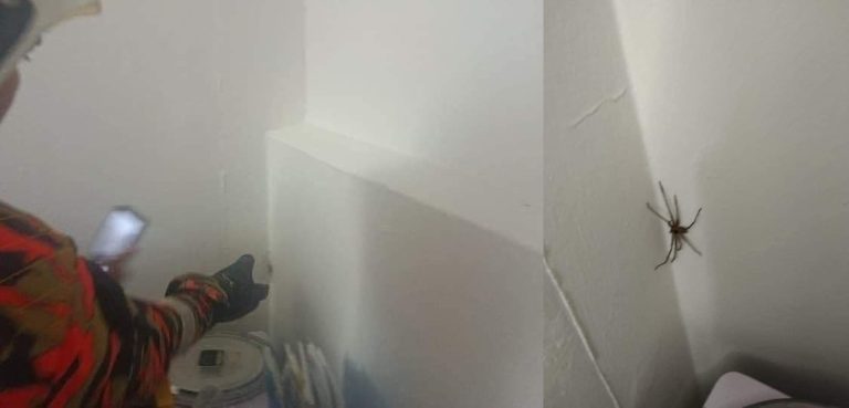 Labah-labah pun bomba tangkap